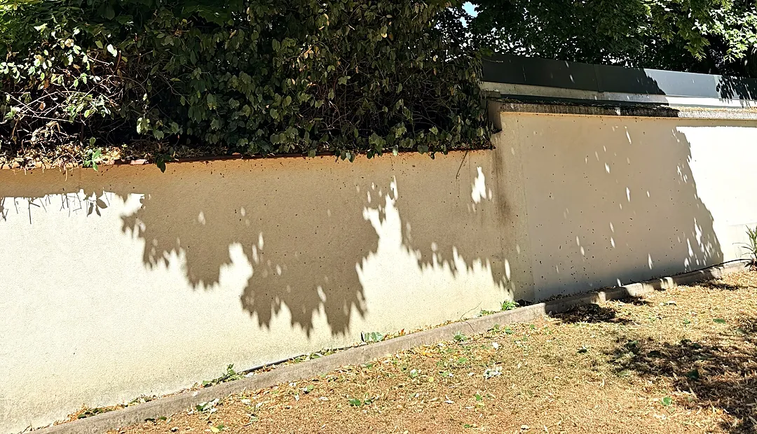 Après : haie taillée, le mur est dégagé