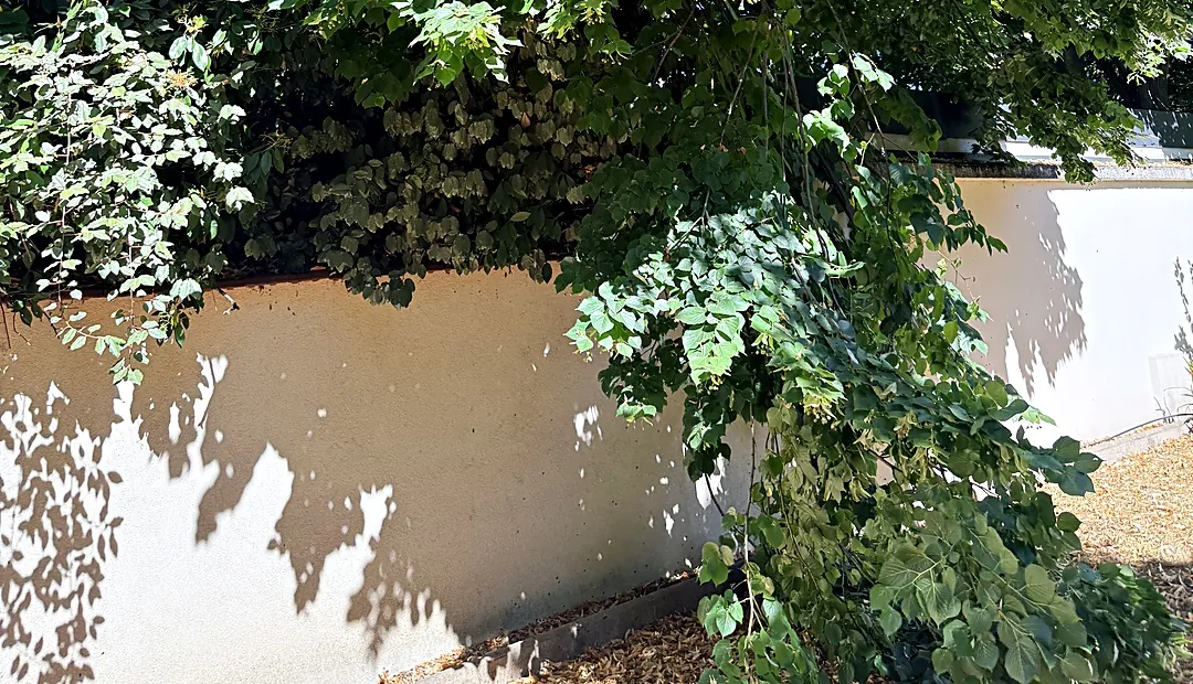 Avant : branches de la haie retombant sur le mur