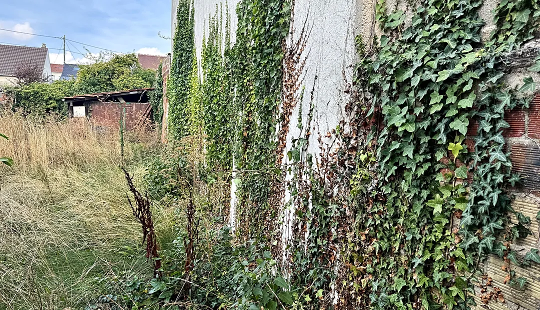Avant : mur envahi par le lierre et herbes hautes