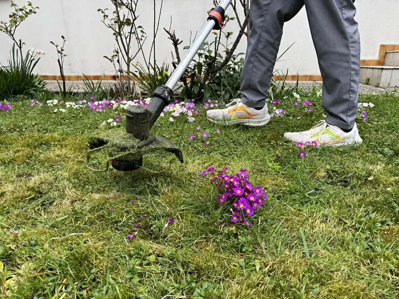 Finitions au coupe-bordure au ras des fleurs d'un massif