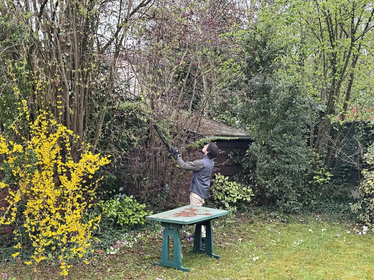 Taille d'un petit arbre par l'équipe Sakura Home