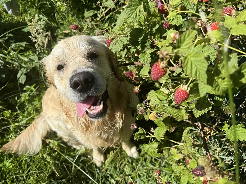 Nini, le golden retriever mascotte de Sakura Home, tout sourire au milieu des framboisiers