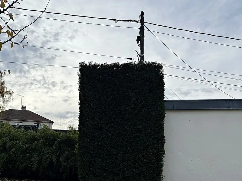 Haute haie de conifères taillée bien droite par Sakura Home
