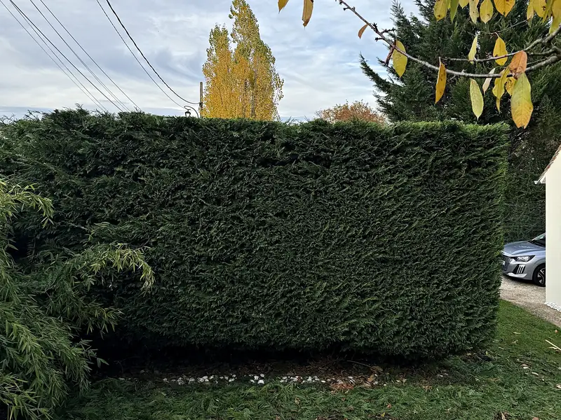 Haie de conifères taillée au cordeau par Sakura Home