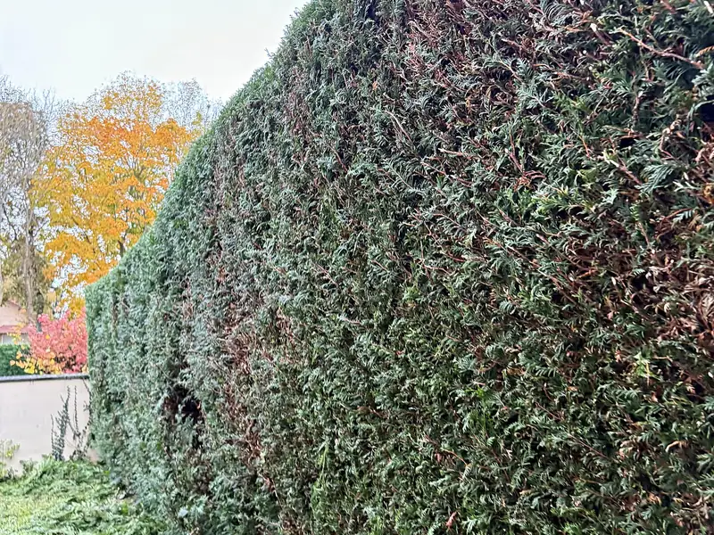 Haute haie de leylandii taillée par Sakura Home, à l'automne