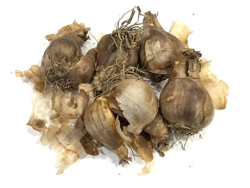 Bulbes de narcisses prêts à être plantés