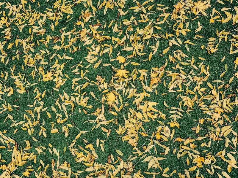 Feuilles mortes tombées sur une pelouse