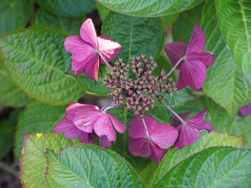 Fleurs d'hortensia en octobre, au milieu du feuillage