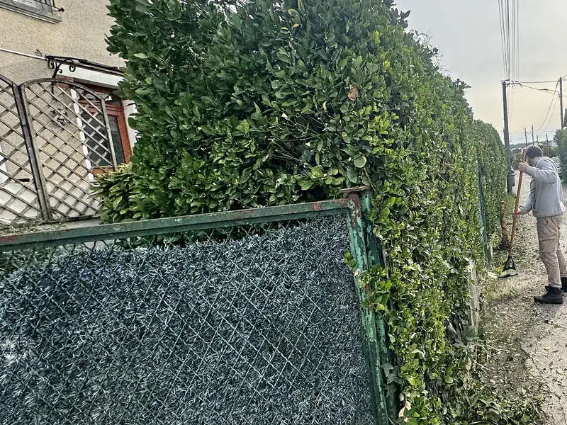 Membre de l'équipe balayant la rue le long d'une haie fraîchement taillée