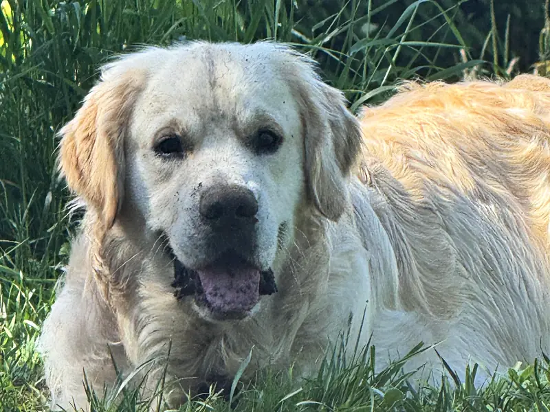 Nini adulte, couché dans l'herbe, la gueule pleine de terre