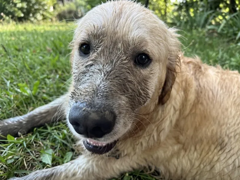 Nini, le golden retriever mascotte de Sakura Home, encore petit, la truffe pleine de terre