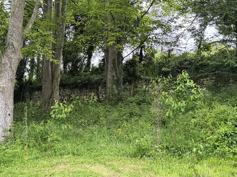 Photo d'un jardin envahi par la végétation, envoyée par un client pour son devis