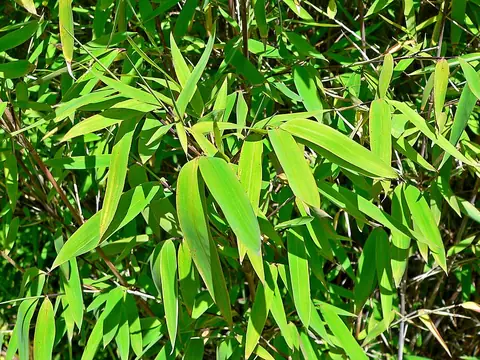 Bambou non traçant (Fargesia)