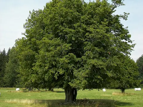 Charme (charmille) (Carpinus betulus)