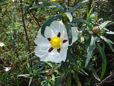 Ciste (Cistus)
