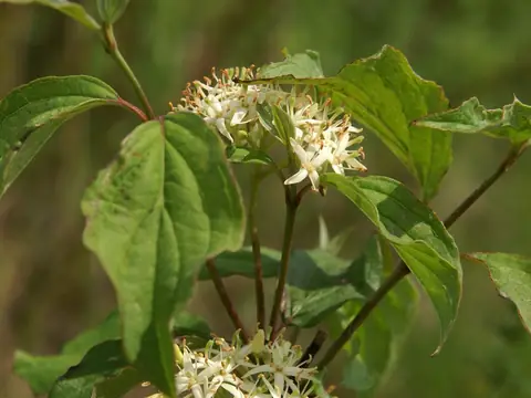 Cornouiller sanguin (Cornus sanguinea)