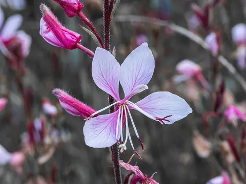 Gaura