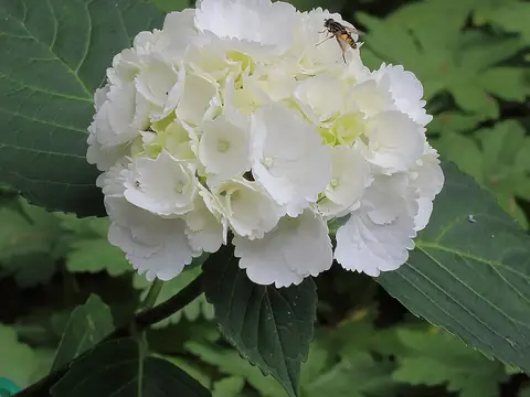 Hortensia (Hydrangea macrophylla)