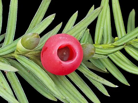 If (Taxus baccata)