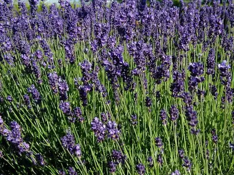 Lavande (Lavandula angustifolia)