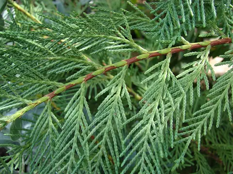 Cyprès de Leyland (× Cuprocyparis leylandii)