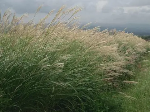 Miscanthus