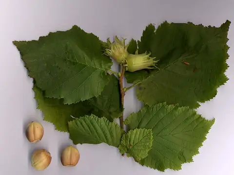 Noisetier (Corylus avellana)