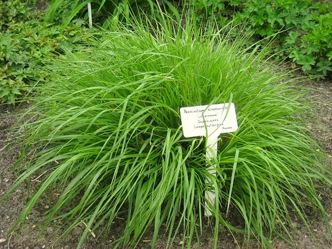 Pennisetum (graminée) (Pennisetum alopecuroides)