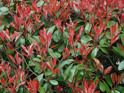 Photinia 'Red Robin'
