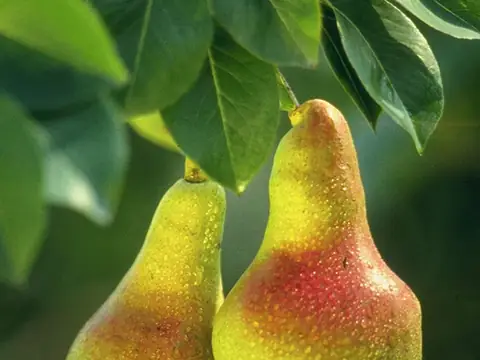 Poirier (Pyrus communis)
