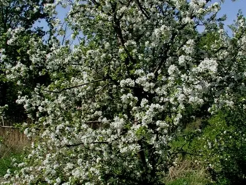 Pommier (Malus domestica)