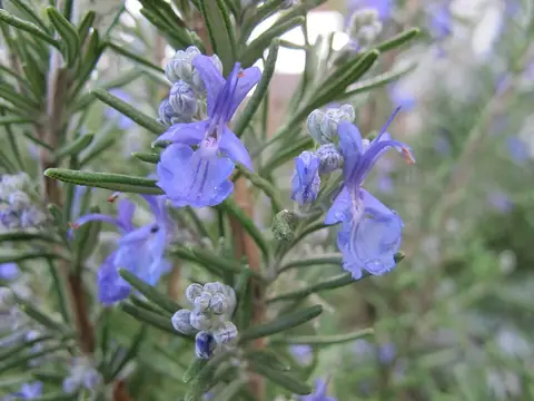 Romarin (Salvia rosmarinus)