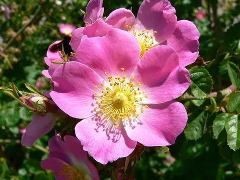Rosier (Rosa)