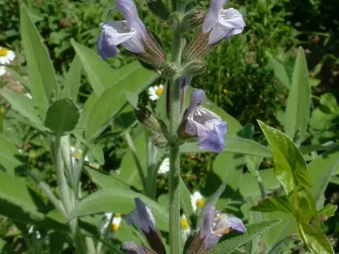 Sauge (Salvia officinalis)