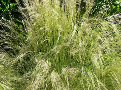 Stipa (cheveux d'ange)