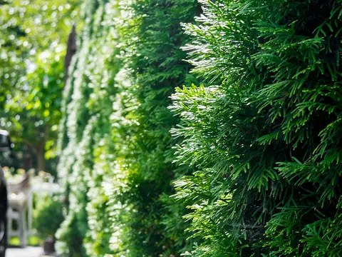 Thuya (Thuja occidentalis)