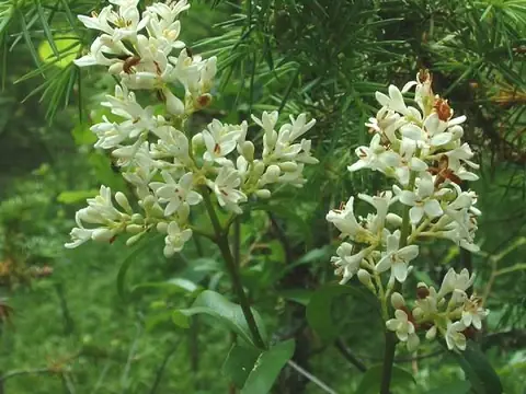 Troène (Ligustrum vulgare)