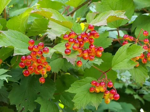 Viorne obier (Viburnum opulus)