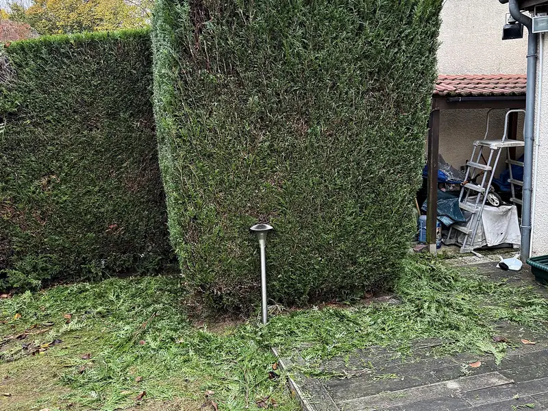 Haie de cyprès en cours de taille par Sakura Home