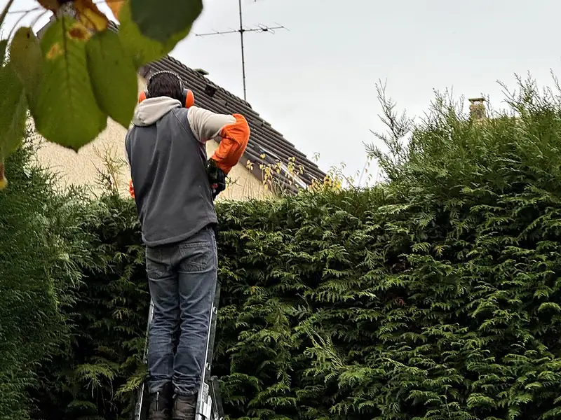 Un jardinier de Sakura Home taille une haie de cyprès sur une échelle