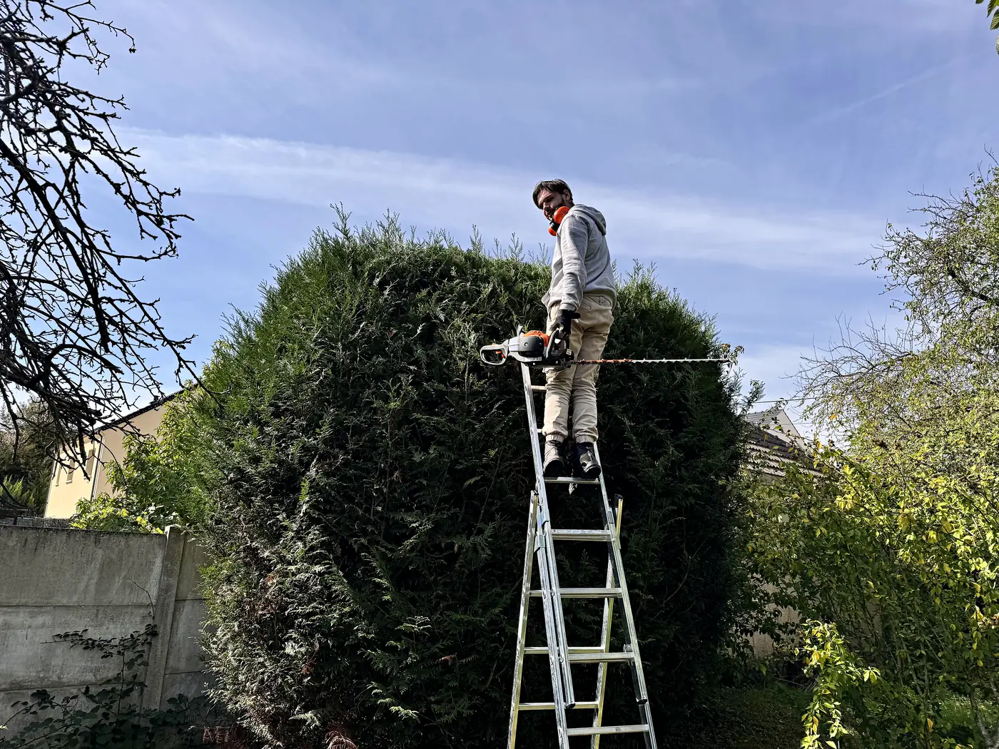 Taille d'une haie de thuyas à l'échelle par l'équipe Sakura Home