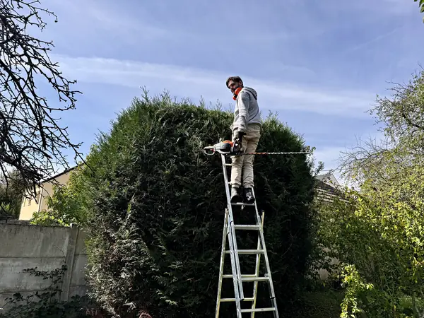 Taille d'une haute haie de thuyas à l'échelle par Sakura Home